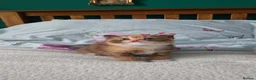 Selkirk Rex cats for sale:  Beautiful Home-Raised Selkirk Rex&BSH Kittens 😻 - Advert 28