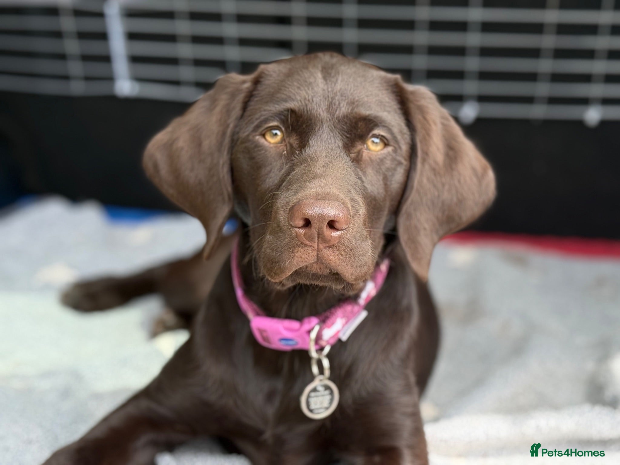 Labrador Retriever dogs Beautiful Kc Registered Chocolate Girl - Advert 1