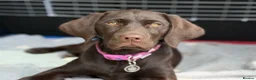 Labrador Retriever dogs for sale: Beautiful Kc Registered Chocolate Girl in Cullompton - Advert 1