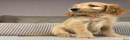 Goldendoodle dogs for sale: BEAUTIFUL HEALTHY LOVING PUPPIES  - Advert 39