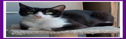 Domestic Shorthair cats for adoption: Mum Mindy & Rachel - Advert 2