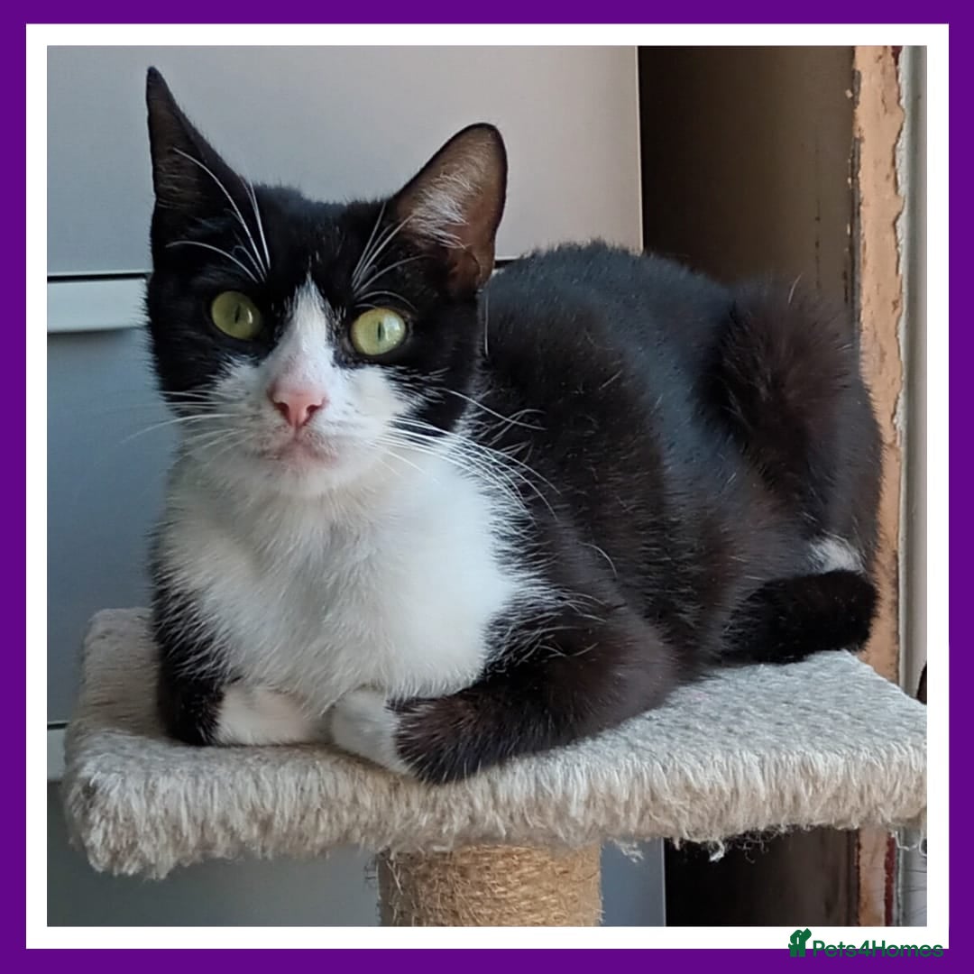 Domestic Shorthair cats for adoption: Mum Mindy & Rachel - Image 2