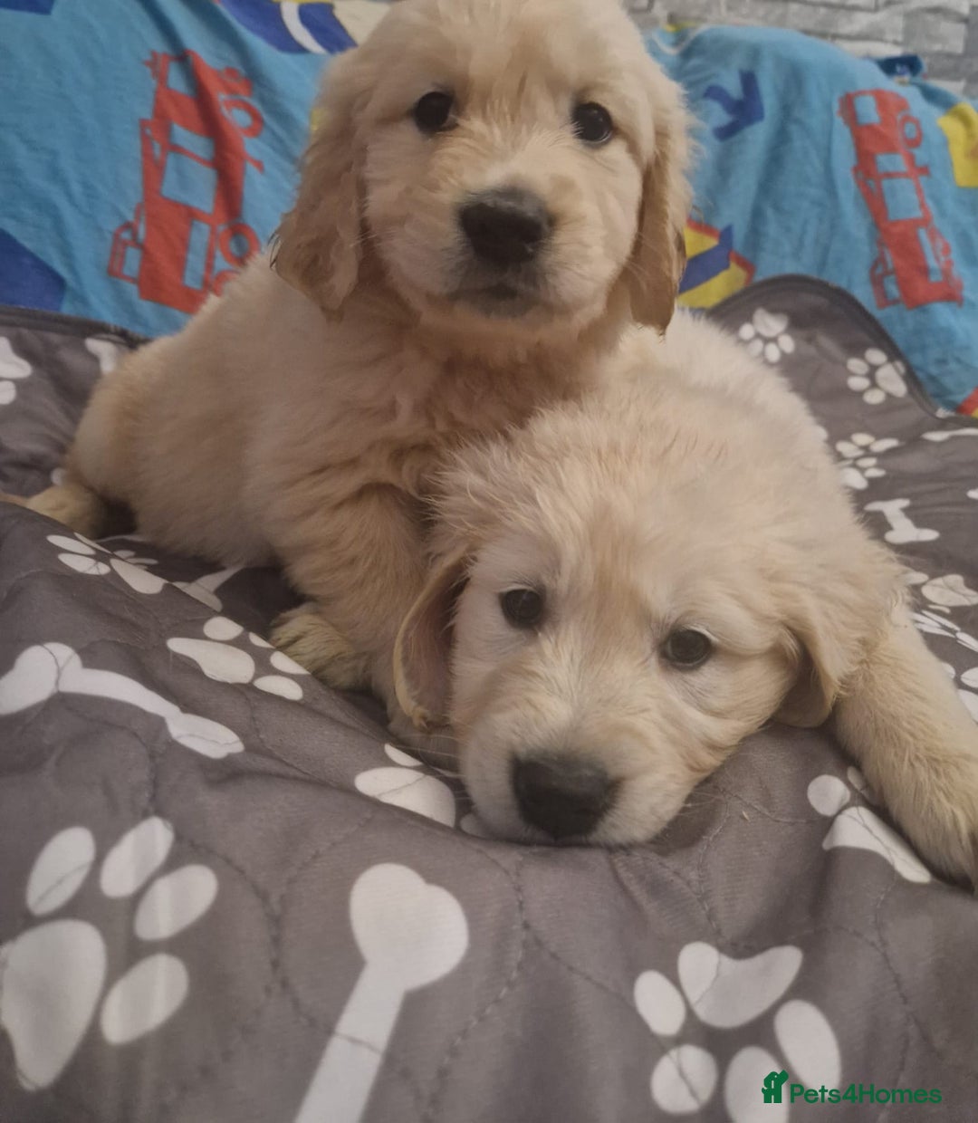 Golden Retriever dogs for sale: KC Golden Retriver READY 20Th December  - Advert 1