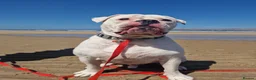 American Bulldog dogs for sale: 4 yr Male American Bulldog in need of loving home in Manchester - Advert 5