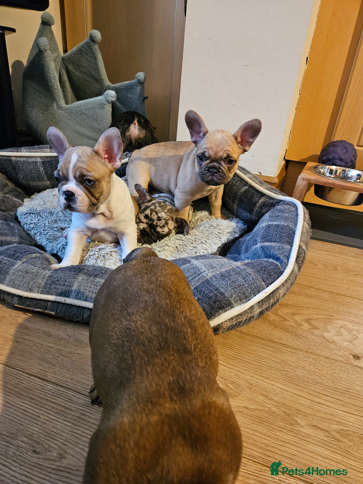 French Bulldog dogs French Bulldog Puppies for rehome - Advert 2