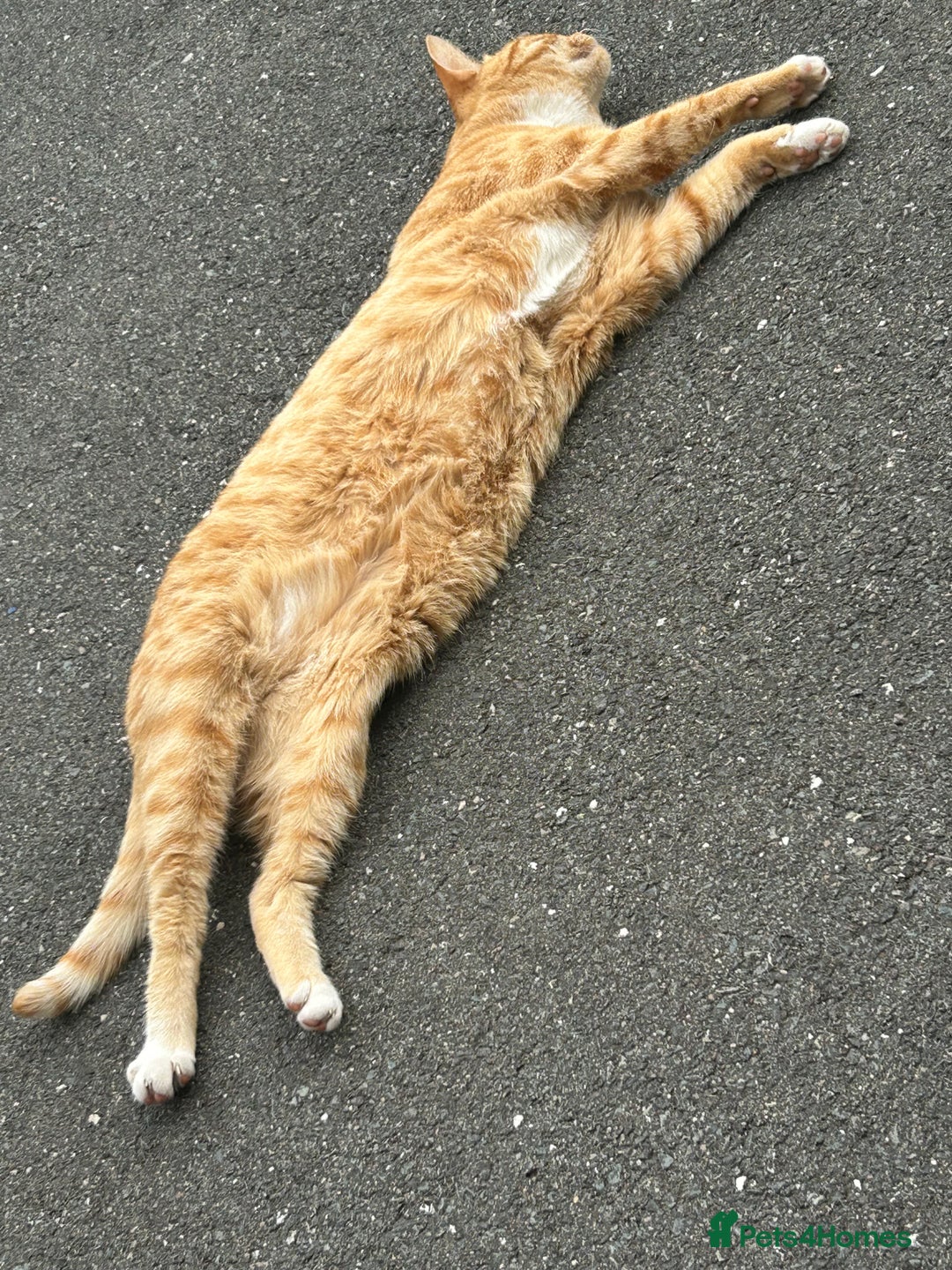 Domestic Shorthair cats for sale: Ginger female  - Image 2