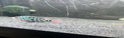 Cichlids fish for sale: Texas Midas cichlid flower horn   - Advert 2
