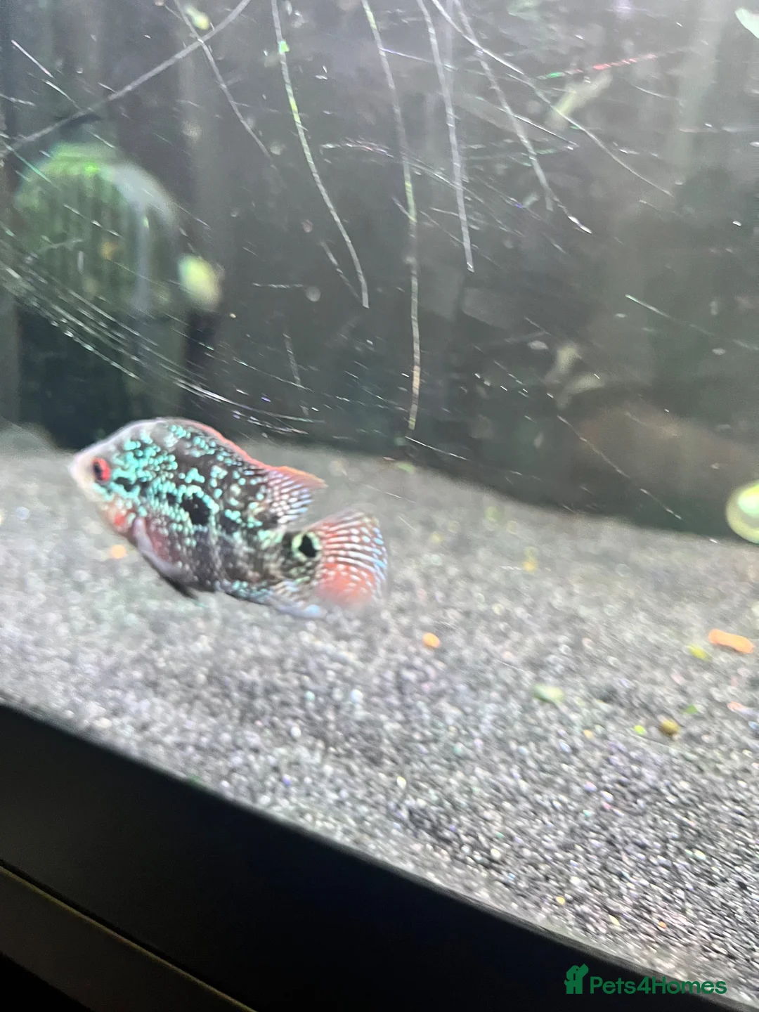 Cichlids fish for sale: Texas Midas cichlid flower horn   - Advert 2