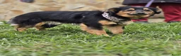 Mixed Breed dogs for adoption: ❤️🐶 LOLLY – GENTLE HEART, HAPPY SOUL in Burton-on-Trent - Advert 14
