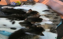 British Shorthair cats for sale: BSH Tortoise Shell  - Image 11