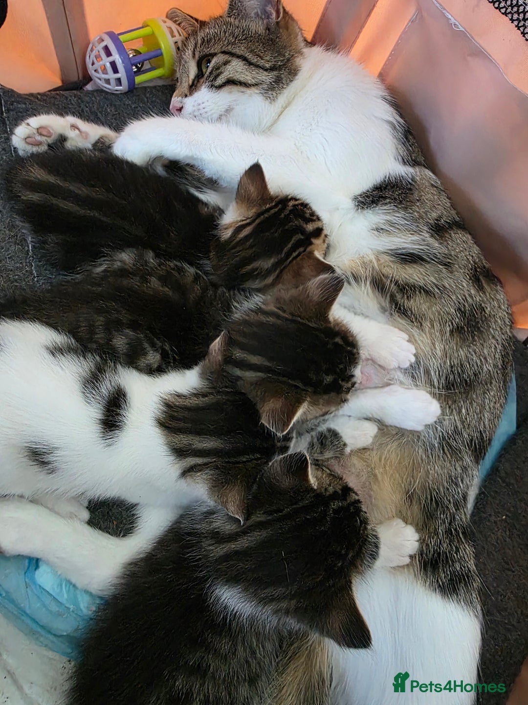 British Shorthair cats for sale: BSH Tortoise Shell  - Image 11