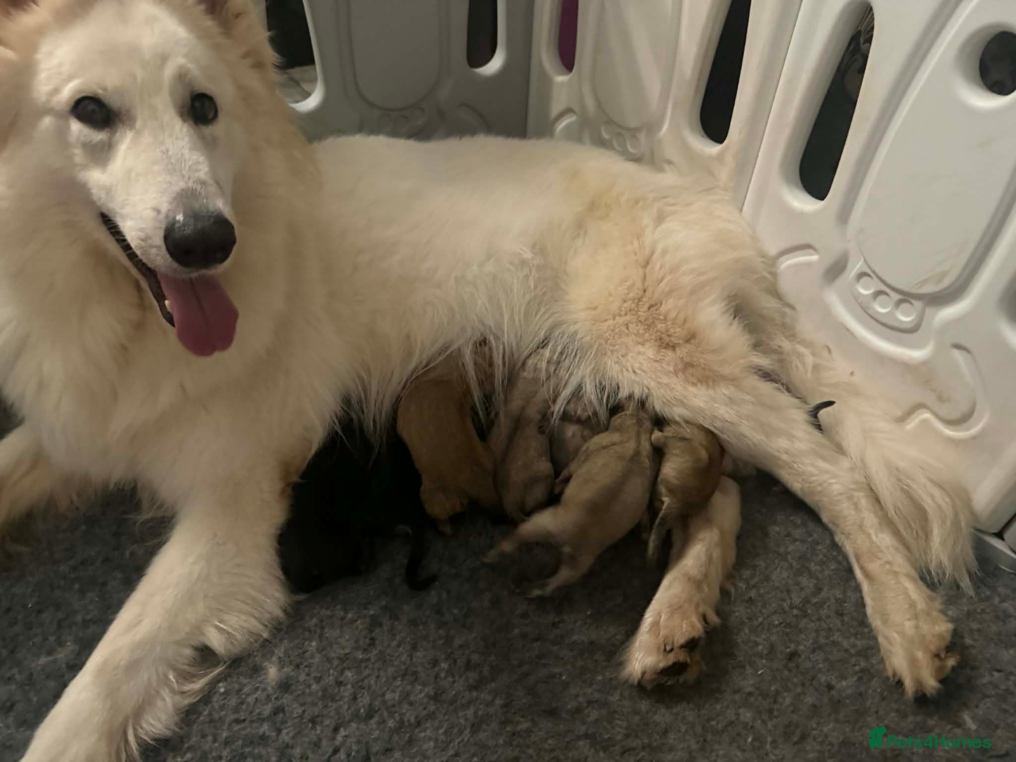 Mixed Breed dogs Shepherd x spitz  - Advert 3