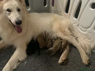 Mixed Breed dogs Shepherd x spitz - Advert 6