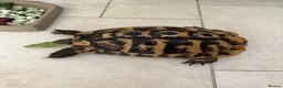 Tortoise reptiles for sale: For sale 10 year old female Hermann tortoise - Advert 3