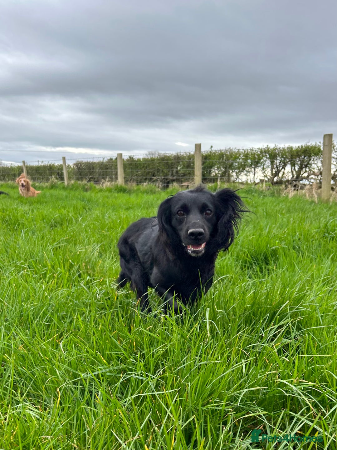 Cocker Spaniel dogs for sale: Gorgeous Cockers  - Farlavale x Muzmurray - Advert 9