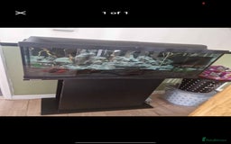 Axolotl reptiles for sale: Axolotl and tank setup - Image 3