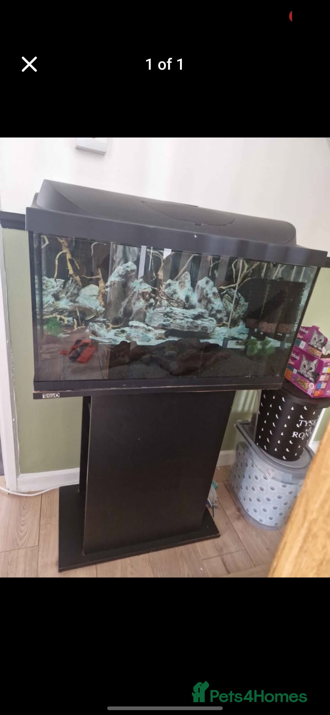 Axolotl reptiles for sale: Axolotl and tank setup - Image 3