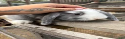 Mini Lop rabbits for sale: 5 beautiful mini lops  - Advert 5