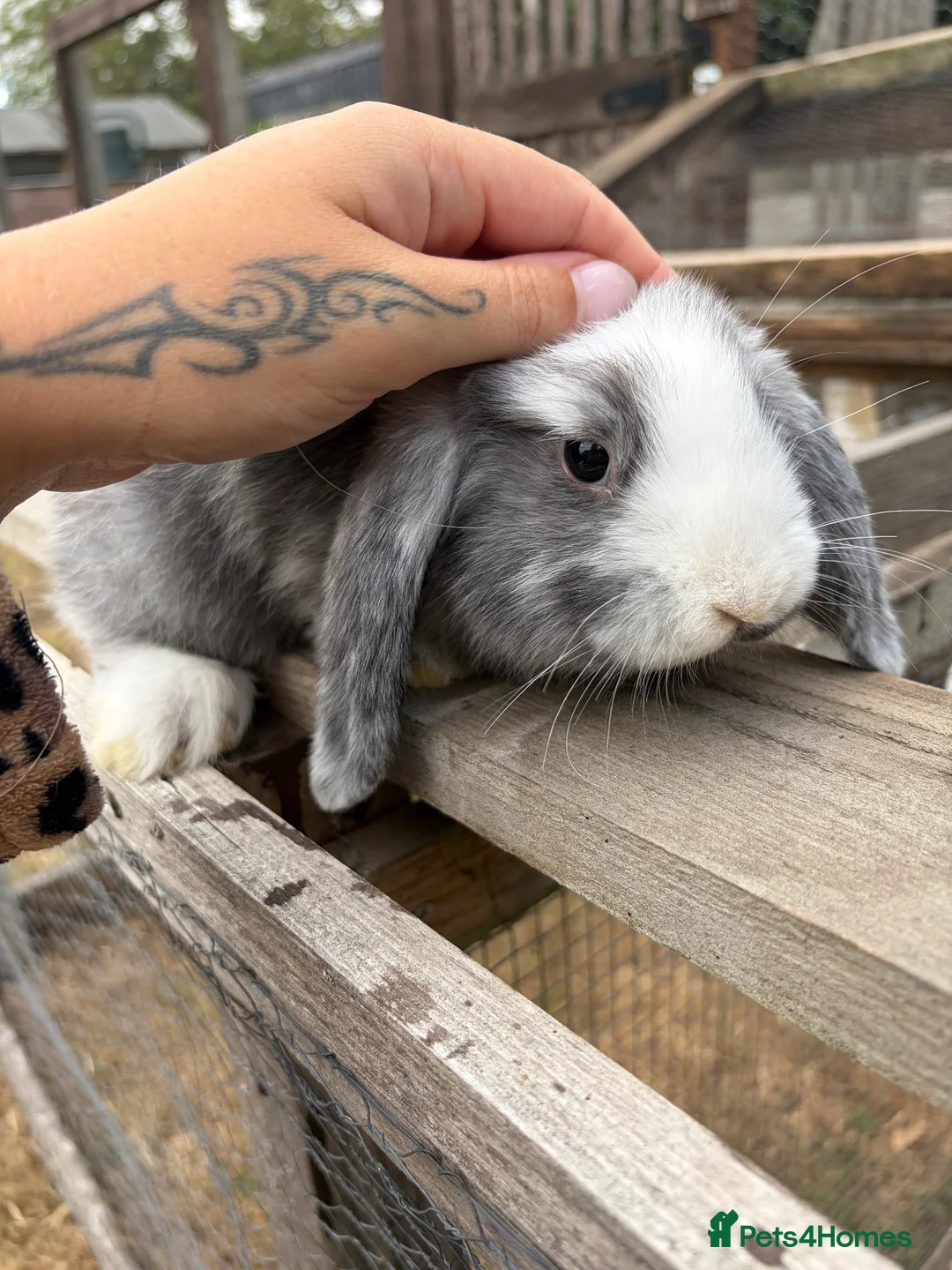 Mini Lop rabbits for sale: 5 beautiful mini lops  - Advert 5