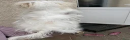 Havanese dogs for sale: Havanese puppy - Advert 10