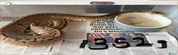 Python Snake reptiles for sale: Royal pythons - Advert 19