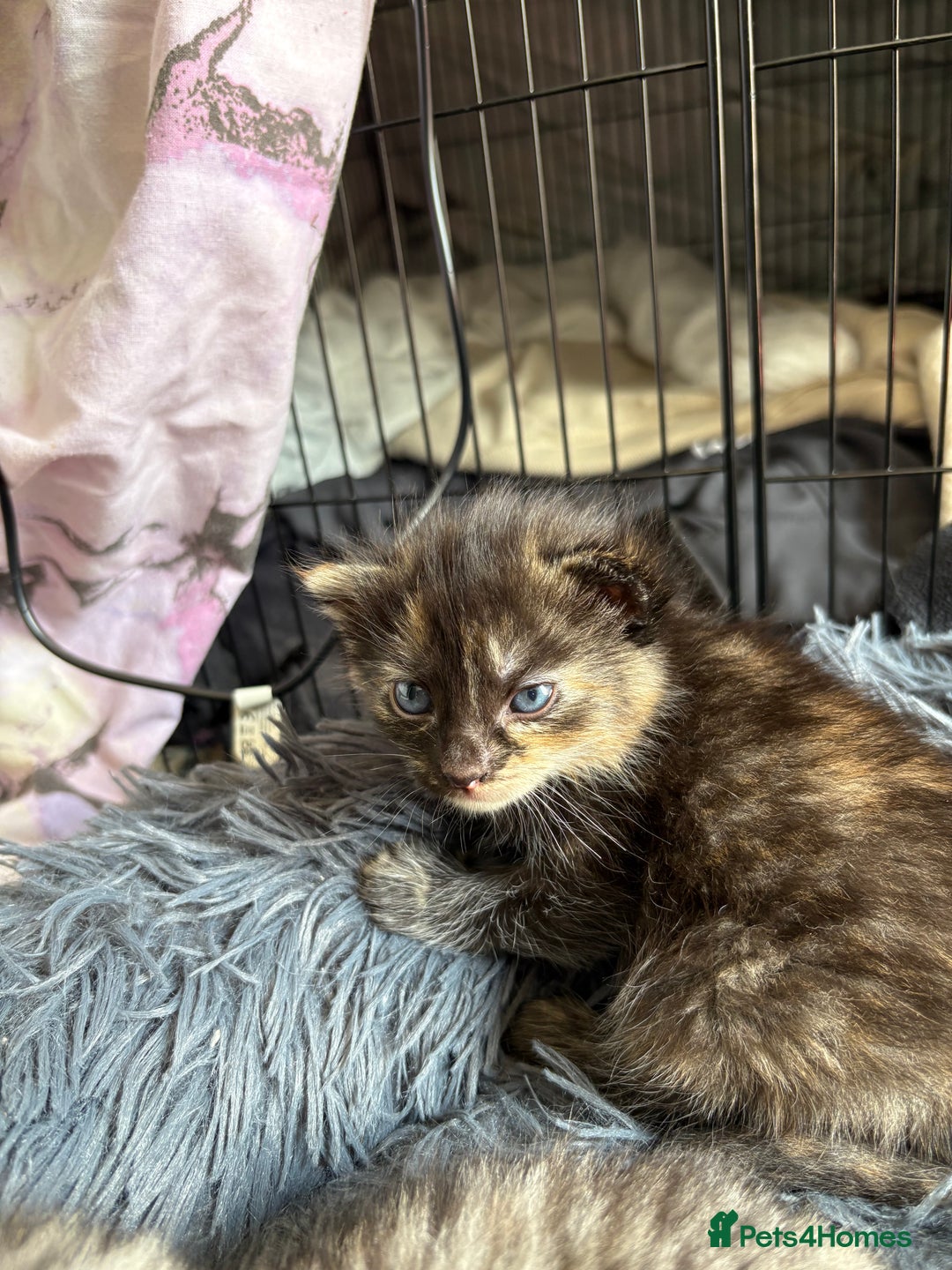 Bengal cats for sale: Beautiful half bengal kittens  - Image 12