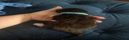 British Longhair cats for sale: Long haired kittens  - Advert 9