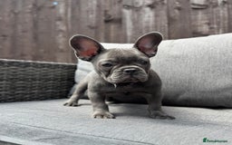 French Bulldog dogs for sale: French Bulldog Puppies–4 Girls & 2 Boys READY NOW  in Walton-on-Thames - Image 23