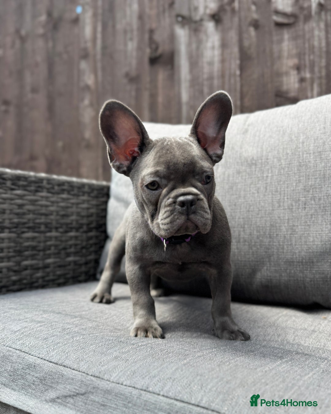French Bulldog dogs for sale: French Bulldog Puppies–4 Girls & 2 Boys READY NOW  in Walton-on-Thames - Image 23