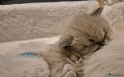 Ragdoll cats for sale: Beautiful ragdoll kittens  - Image 11