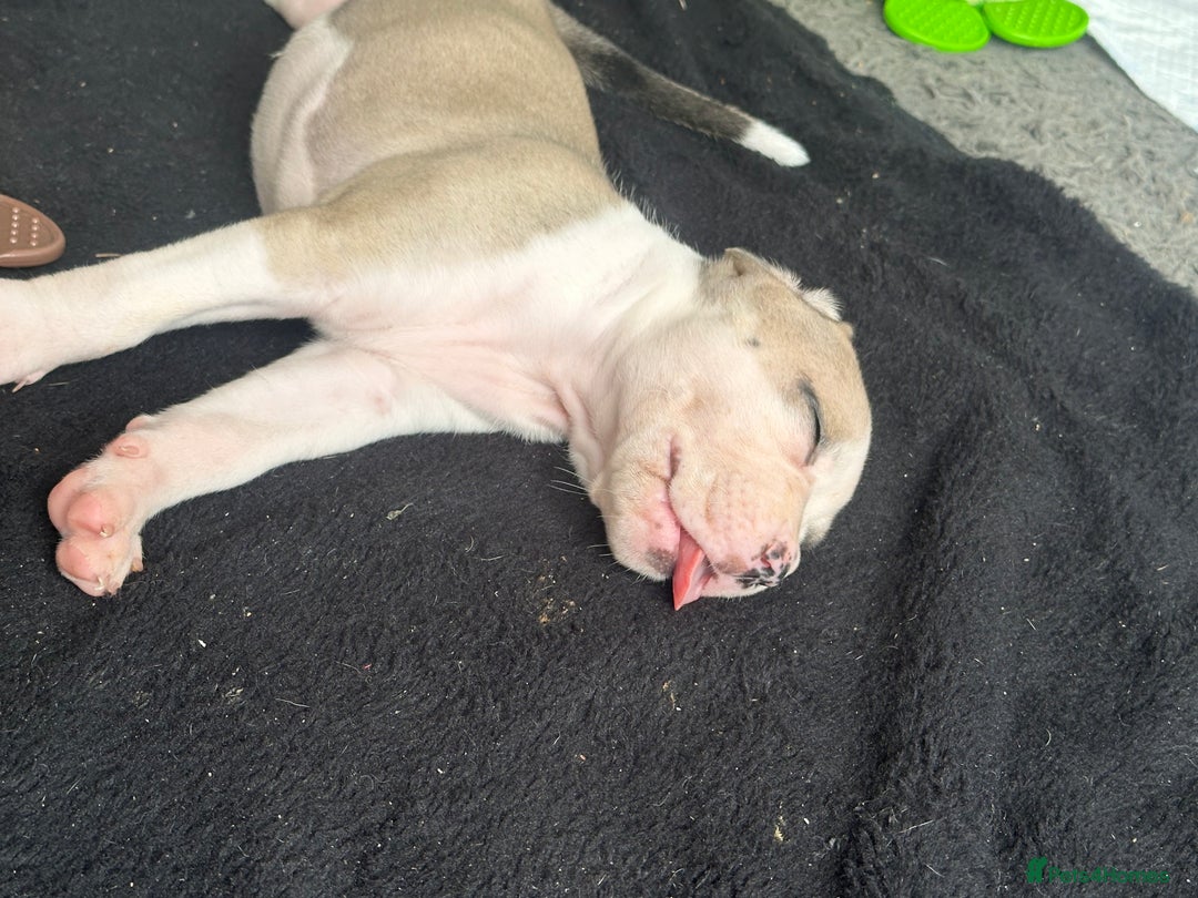 Mixed Breed dogs for sale: Pups for sale - Image 23