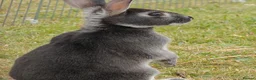 Rex rabbits for sale: Mini Rex Rabbits  - Advert 8