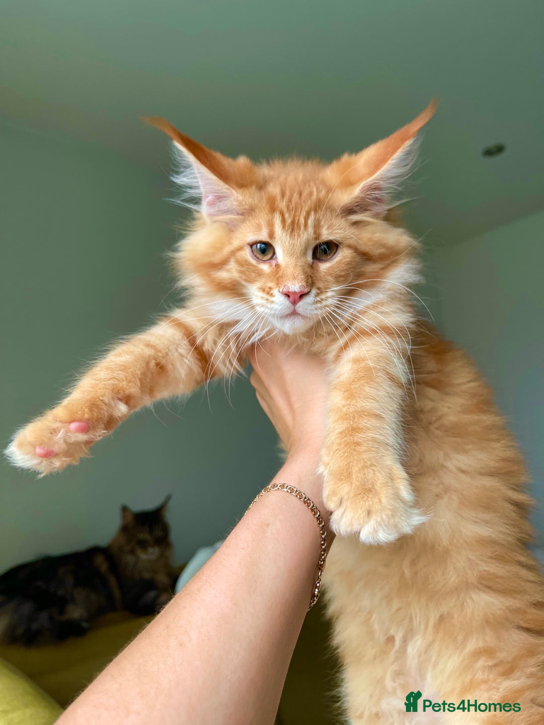 Maine Coon cats for sale: Maine Coon XXXL - Advert 11