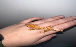 Gecko reptiles for sale: Baby crested geckos available  - Image 5