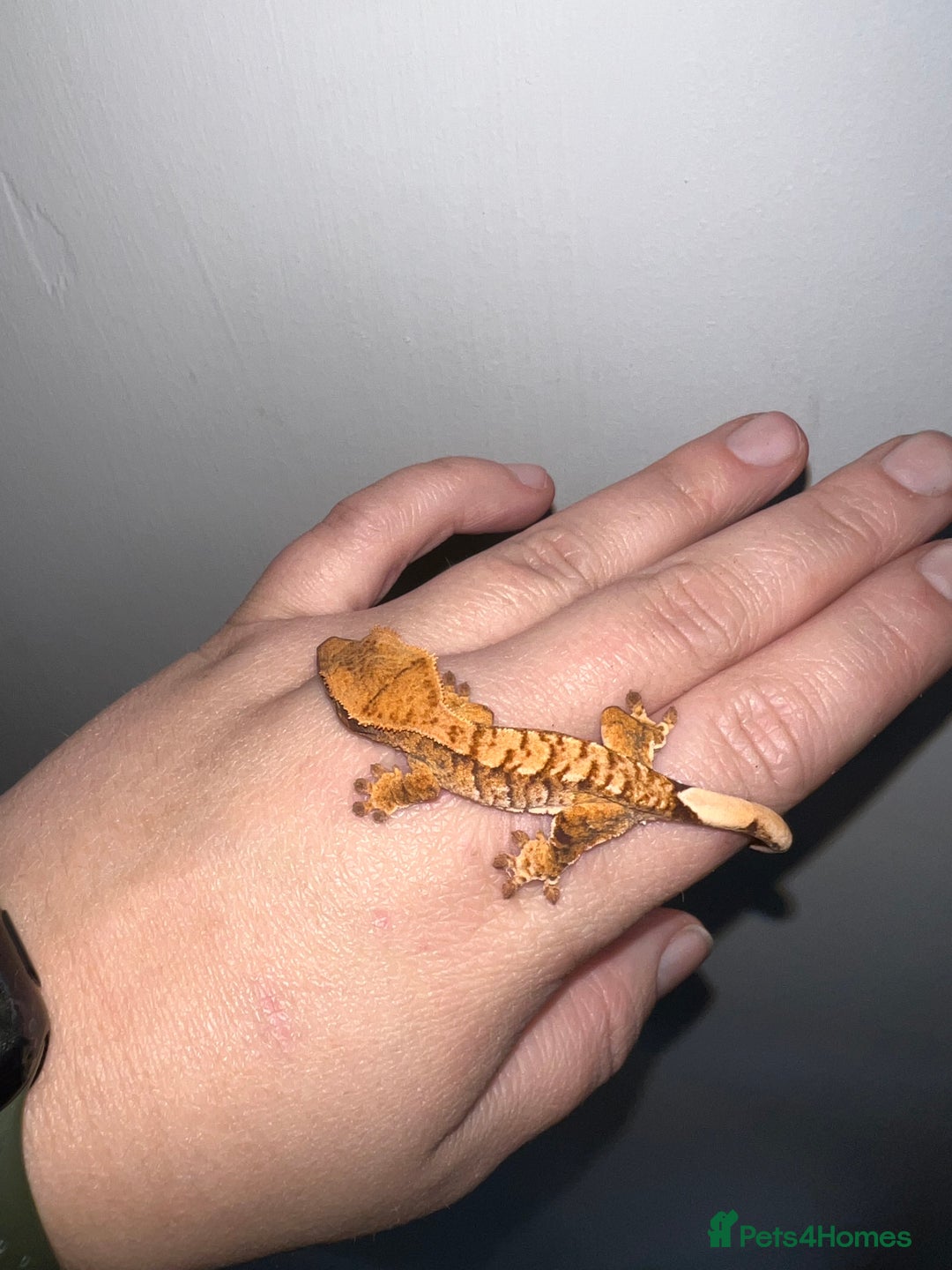 Gecko reptiles for sale: Baby crested geckos available  - Image 5