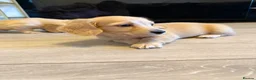 Miniature Dachshund dogs for sale: Cream long haired mini dachshund puppies - Advert 12