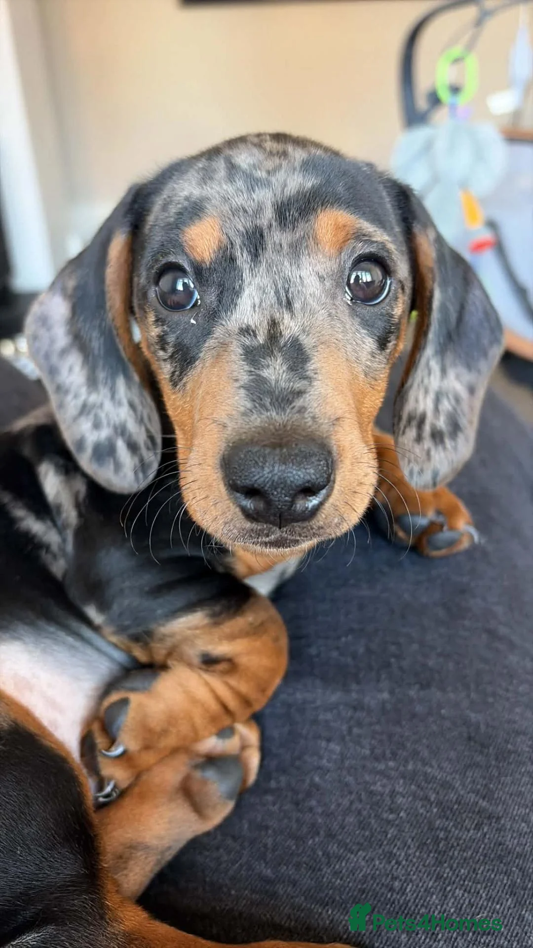Dachshund dogs for sale: Dachshund for sale - Advert 2