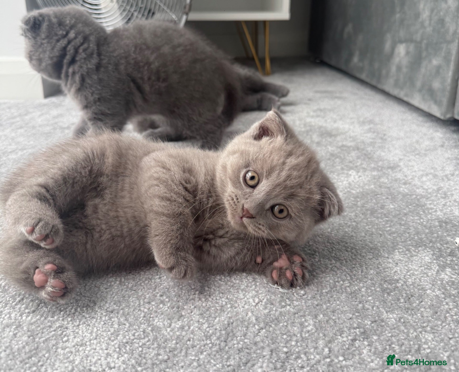 British Shorthair cats British shorthair kittens ready for new home - Advert 2