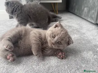 British Shorthair cats British shorthair kittens ready for new home - Advert 2