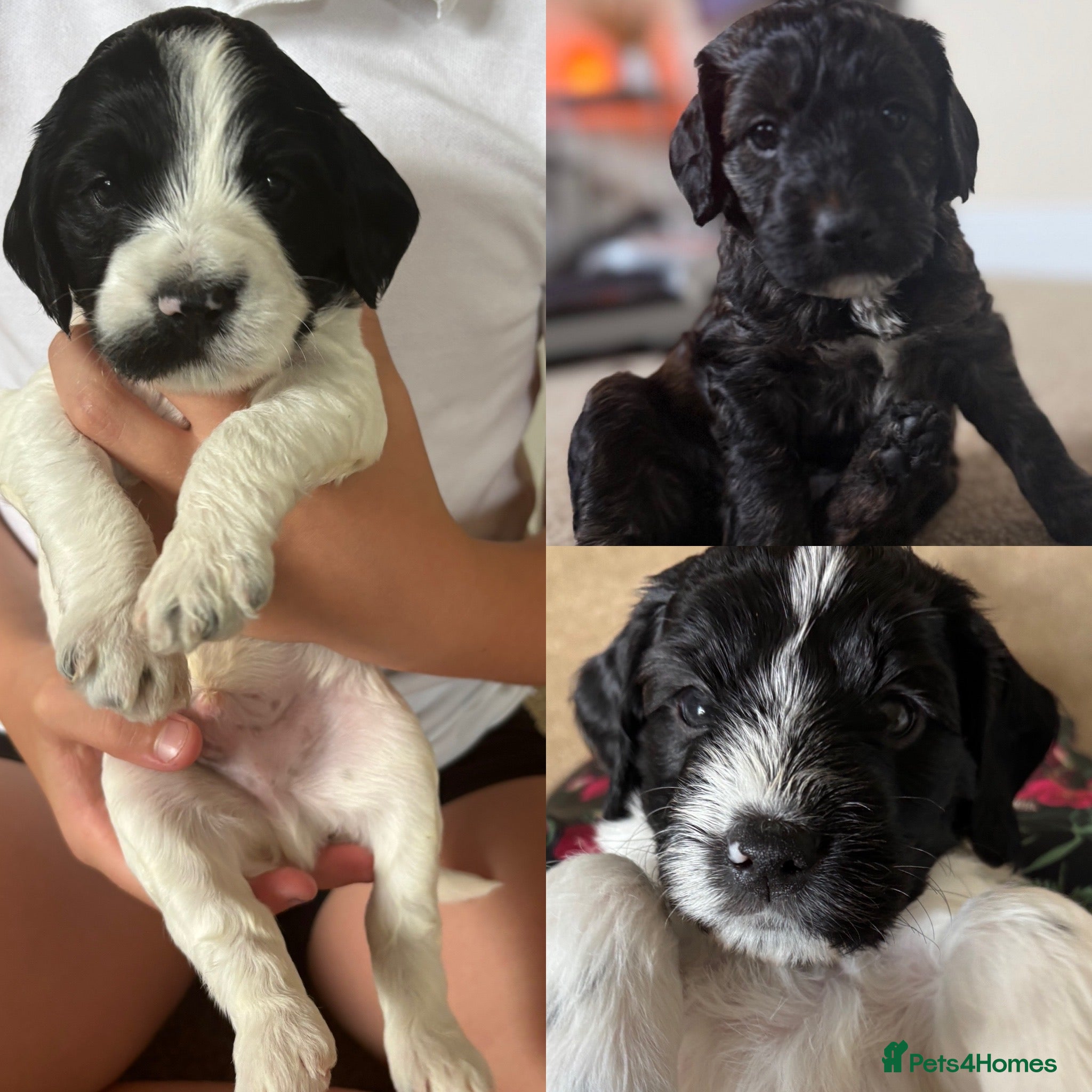 Mixed Breed dogs Beautiful Cockerpoo puppies for sale - Advert 1