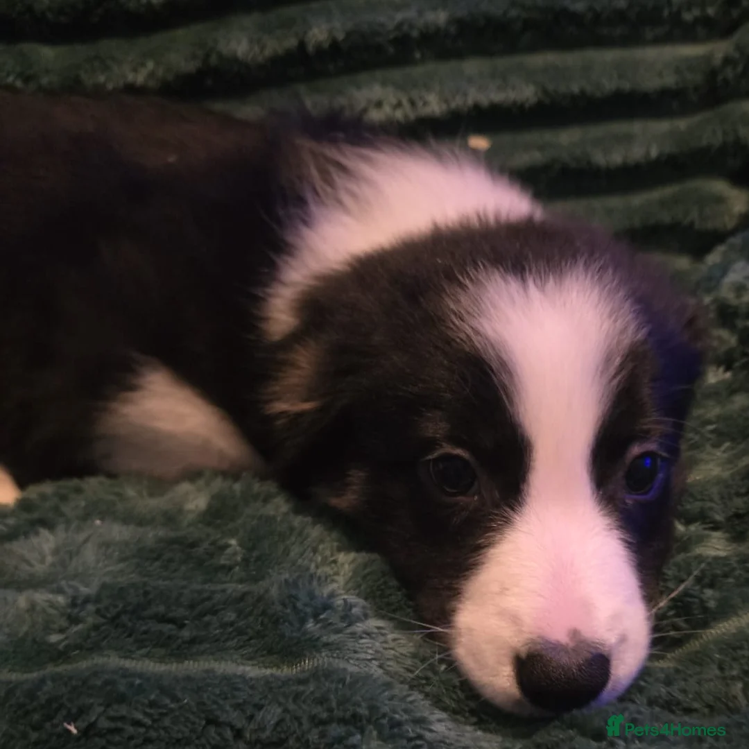 Border Collie dogs for sale: Border collie pups  - Advert 6