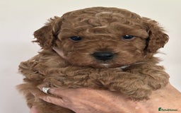 Cockapoo dogs for sale: 4 f2 cockapoos 2 males 1 female  - Image 20