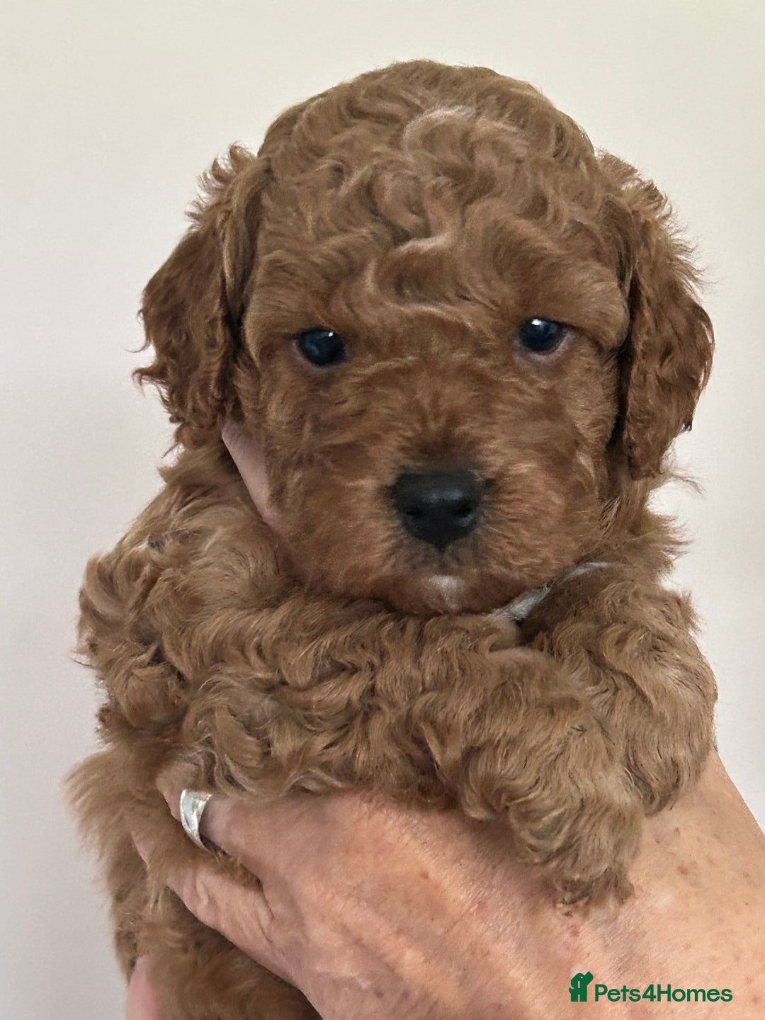Cockapoo dogs for sale: 4 f2 cockapoos 2 males 1 female  - Image 20