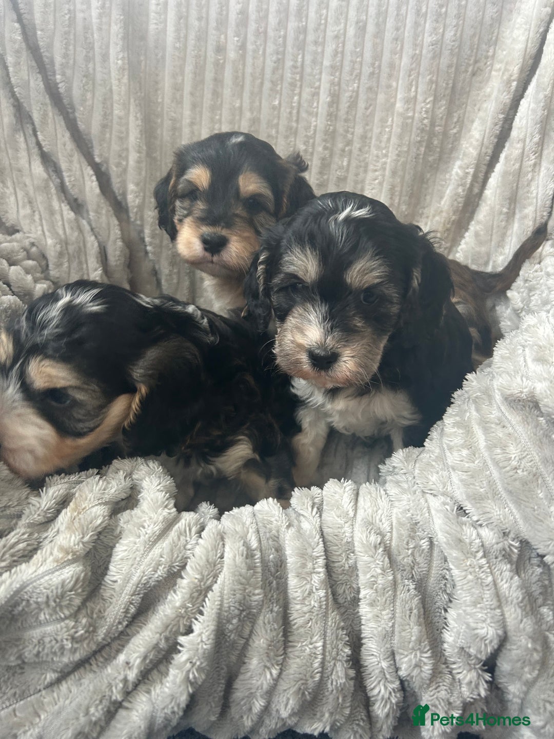 Cockapoo dogs for sale: Cockapoo Puppies - Image 24