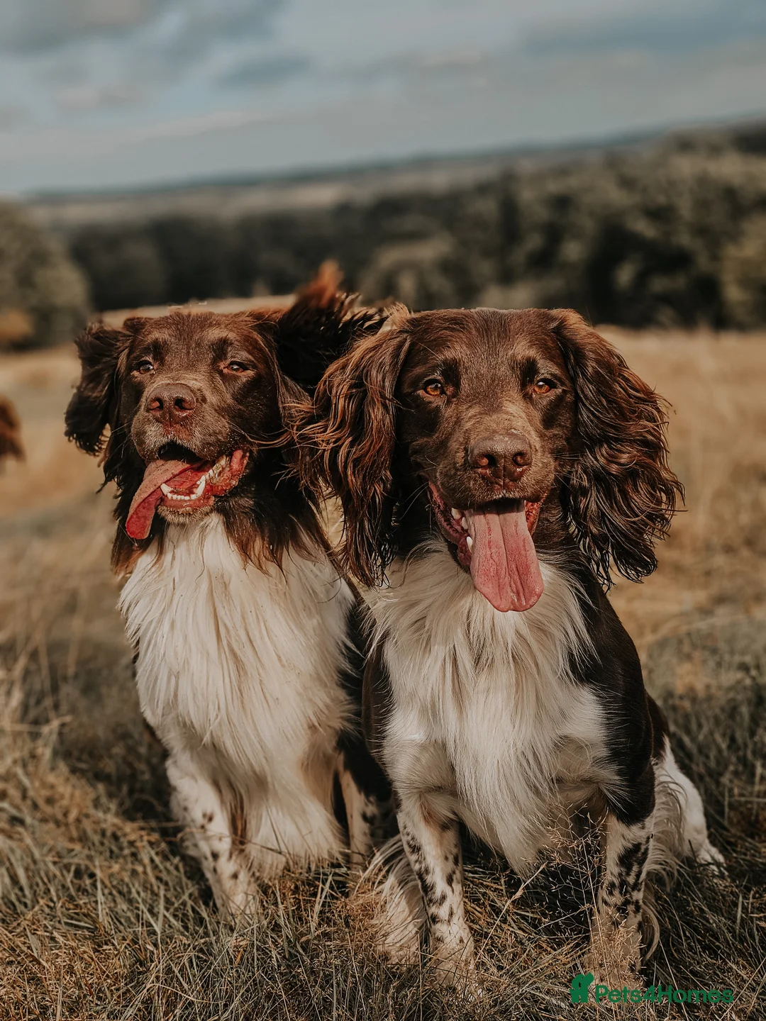 English Springer Spaniel dogs for stud: English Springer Spaniel Stud in Derby - Advert 18