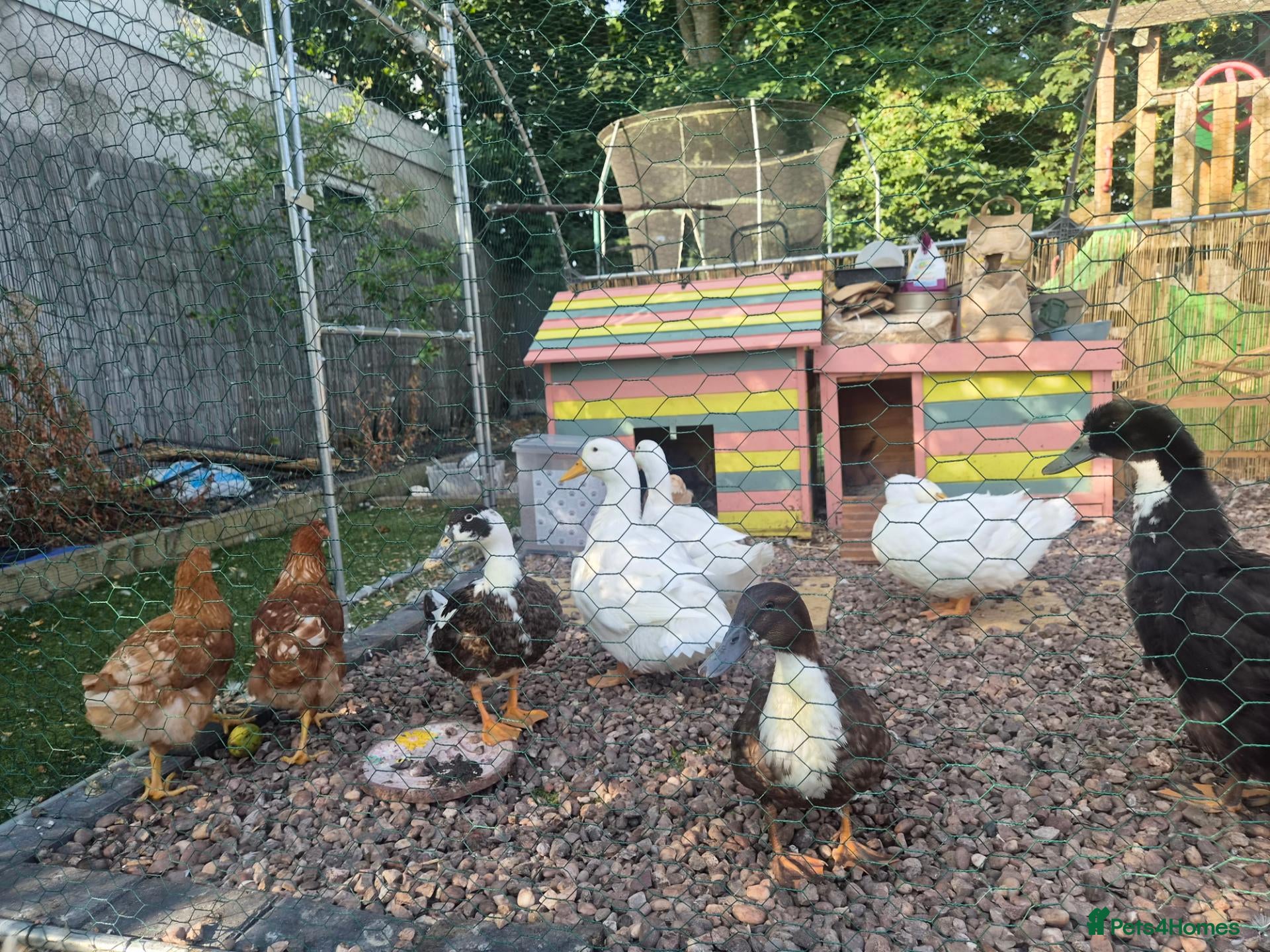 Ducks poultry 5 female one drake - Advert 2