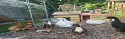 Ducks poultry for sale: 5 female one drake in Willenhall - Advert 2