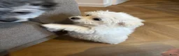Mixed Breed dogs for sale: Last 2 Pomenese pups  in Kinross - Advert 12