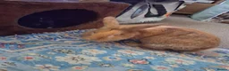Mixed Breed rabbits for sale: Ginue pigs and rabbits in Scunthorpe - Advert 19