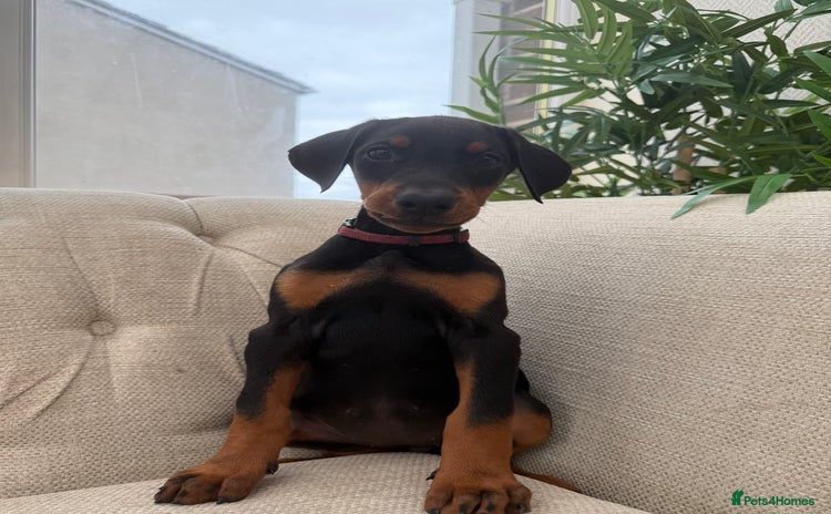 Dobermann dogs - Advert 2